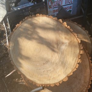 Wood Working Cotton Wood Rounds 34"-38" Diameter
