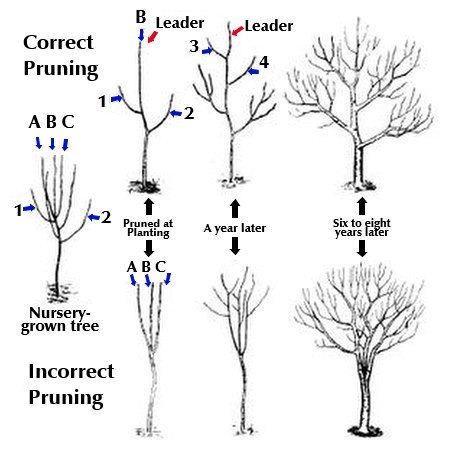 Spring Tree Care - 5 Tips to maintaining healthy Utah Trees